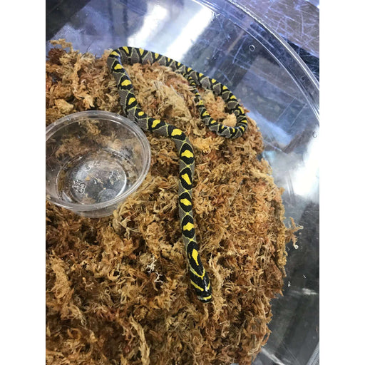 Mandarin Rat Snake:Jungle Bob's Reptile World