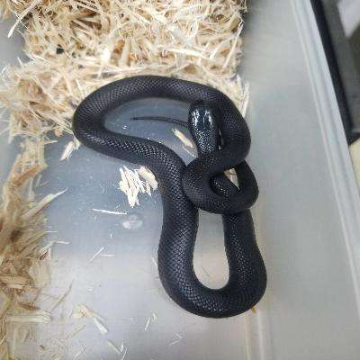 Mexican Black King Snake:Jungle Bob's Reptile World