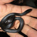 Mexican Black King Snake:Jungle Bob's Reptile World