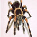 Mexican "Giant" Red Knee SLING (B. smithi):Jungle Bob's Reptile World