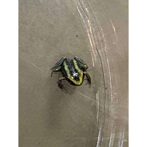 Green Tree Frog (Hyla cinerea)