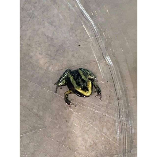 Green Tree Frog (Hyla cinerea)
