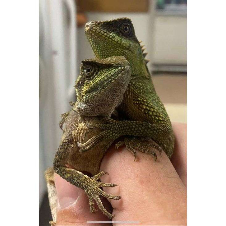 Other Lizards for Sale — Jungle Bobs Reptile World