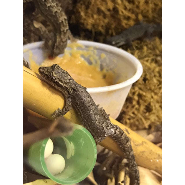 Mourning Gecko (Baby) (Lepidodactylus lugubris)
