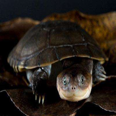 African Sideneck Turtle (Pelusios sp):Jungle Bob's Reptile World