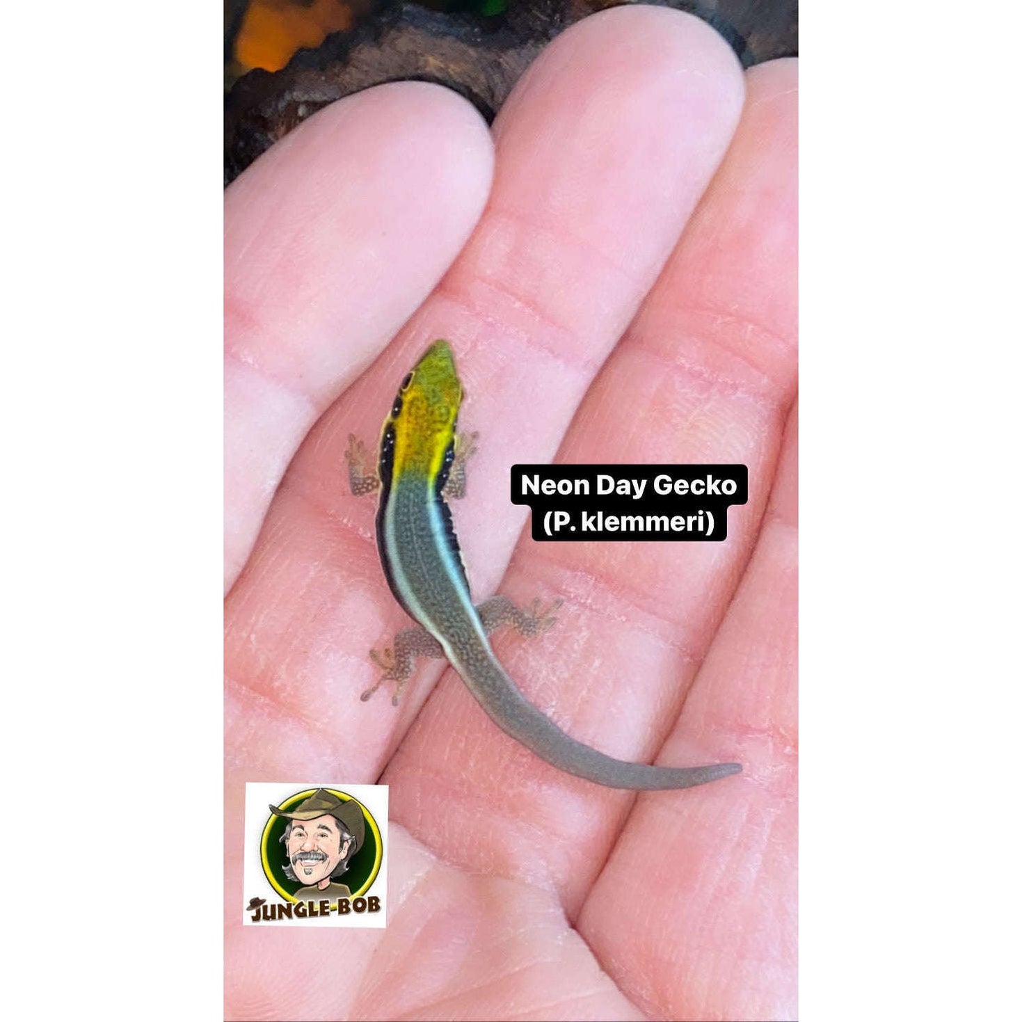 Geckos for Sale — Jungle Bobs Reptile World