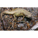 Newt Godzilla (Warty) Paramesotriton chinensis:Jungle Bob's Reptile World
