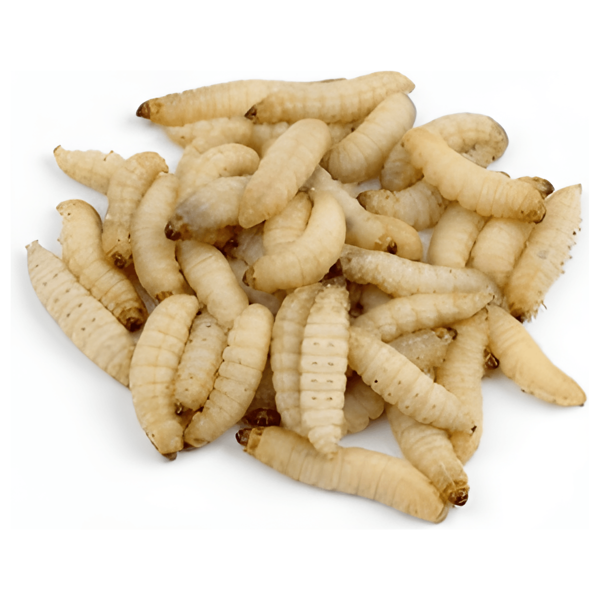 Live Wax Worm Reptile Food Fishing Bait — Jungle Bobs Reptile World