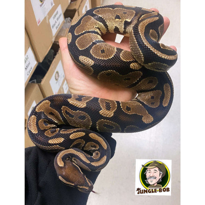 Normal Ball Python (Male) Sub Adult — Jungle Bobs Reptile World