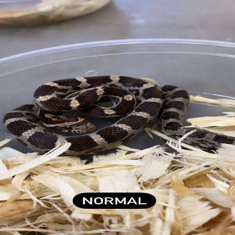 Normal Corn Snake (Baby) (Pantherophis guttatus):Jungle Bob's Reptile World