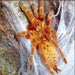 Orange Baboon Tarantula Sling (Pterinochilus murinus):Jungle Bob's Reptile World