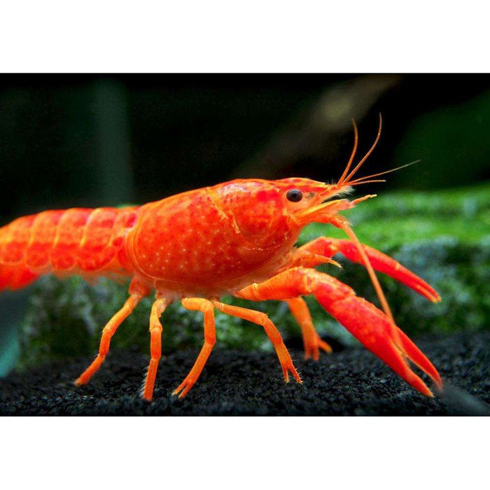 Orange Crayfish:Jungle Bob's Reptile World