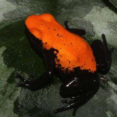 Orange Galactonotus Dart Frog:Jungle Bob's Reptile World