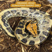 Orange Head Sumatran Short Tail (Python curtus curtus):Jungle Bob's Reptile World