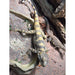 Painted Agama:Jungle Bob's Reptile World