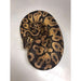 Pastel Ball Python ADULT MALE:Jungle Bob's Reptile World