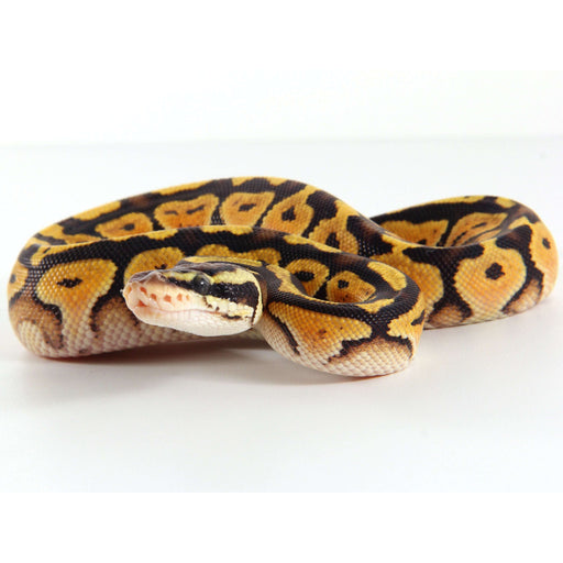 Pastel Ball Python BABY:Jungle Bob's Reptile World
