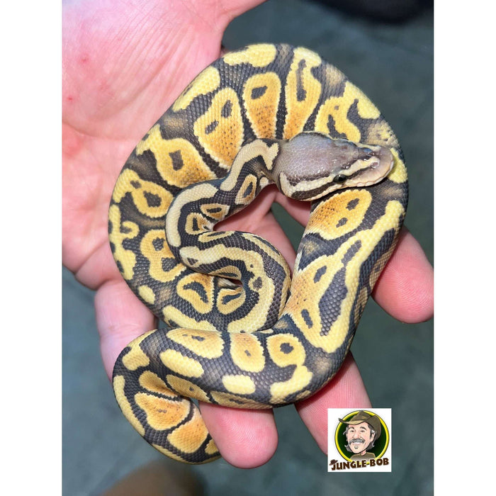 Pastel Ghost (Hypo) (Baby):Jungle Bob's Reptile World