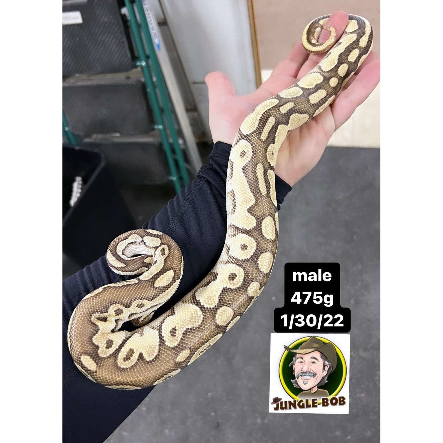 Ball Pythons for Sale — Jungle Bobs Reptile World