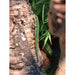 Peacock Day Gecko (Phelsuma quadriocellata):Jungle Bob's Reptile World
