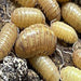 Pennypack Isopods (Armadillidium vulgare):Jungle Bob's Reptile World