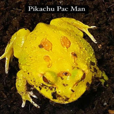 Pikachu Pac Man Frog (Ceratophrys cranwelli):Jungle Bob's Reptile World