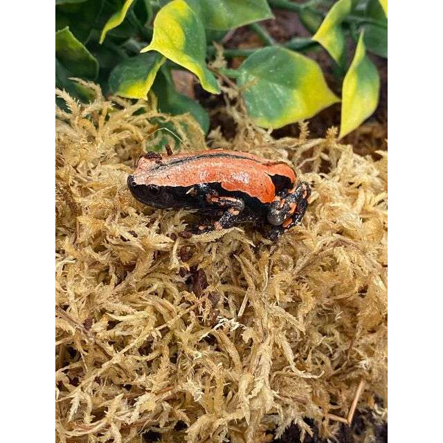 Red & Black Walking Frogs:Jungle Bob's Reptile World