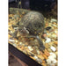 Red Cheek Mud Turtle:Jungle Bob's Reptile World