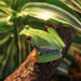 Red Eyed Tree Frog (Agalychnis callidryas):Jungle Bob's Reptile World