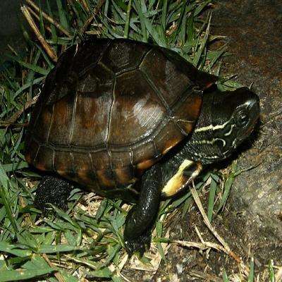 Reeve's Turtle (Mauremys reevsii):Jungle Bob's Reptile World