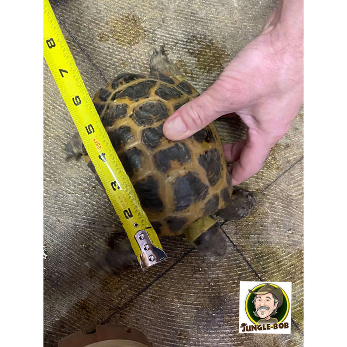 Russian Tortoise (Adult Female):Jungle Bob's Reptile World