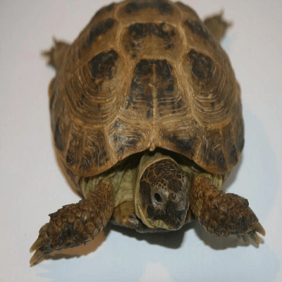 Russian Tortoise (Testudo Horsfieldii) — Jungle Bobs Reptile World