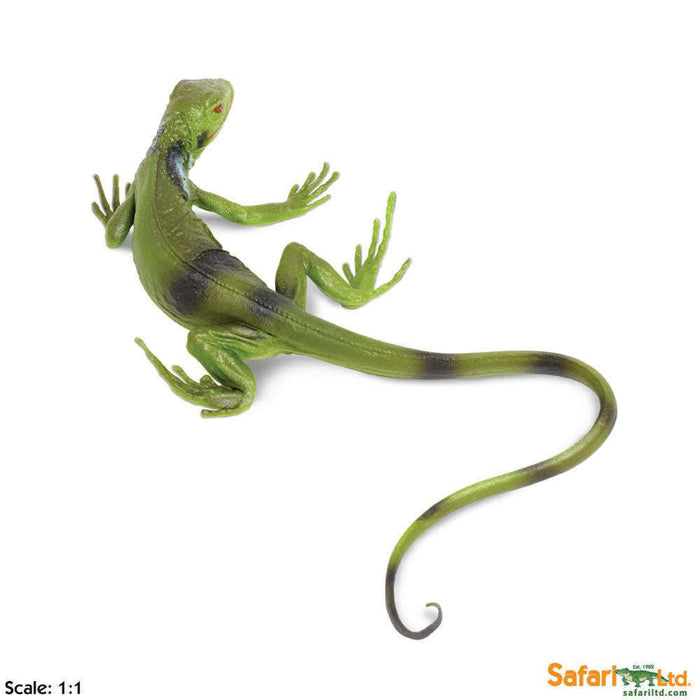 Toy Iguana Baby Figurine by Safari Ltd.:Jungle Bob's Reptile World