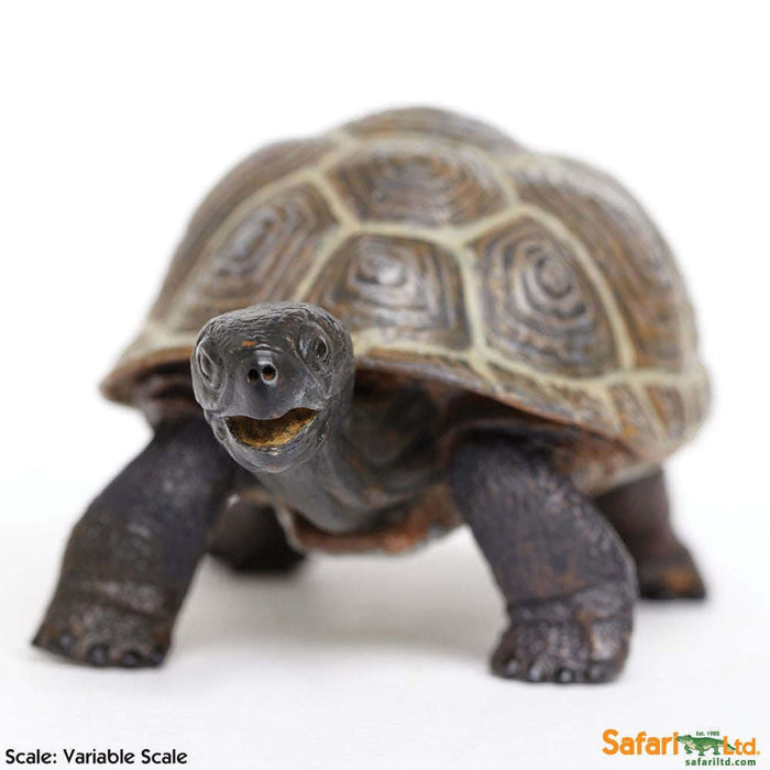Toy Tortoise Baby Figurine by Safari Ltd.:Jungle Bob's Reptile World