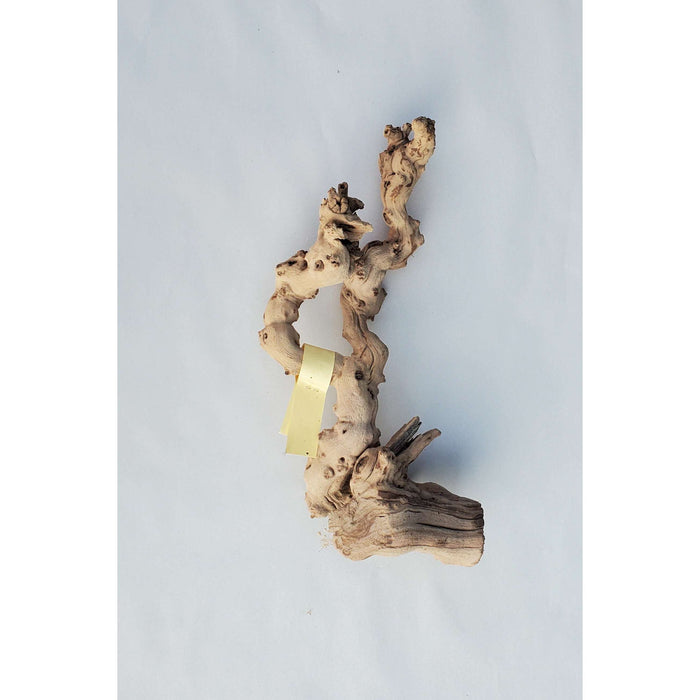 Sandblasted Grapevine SM 9"(pale Yellow Tag):Jungle Bob's Reptile World