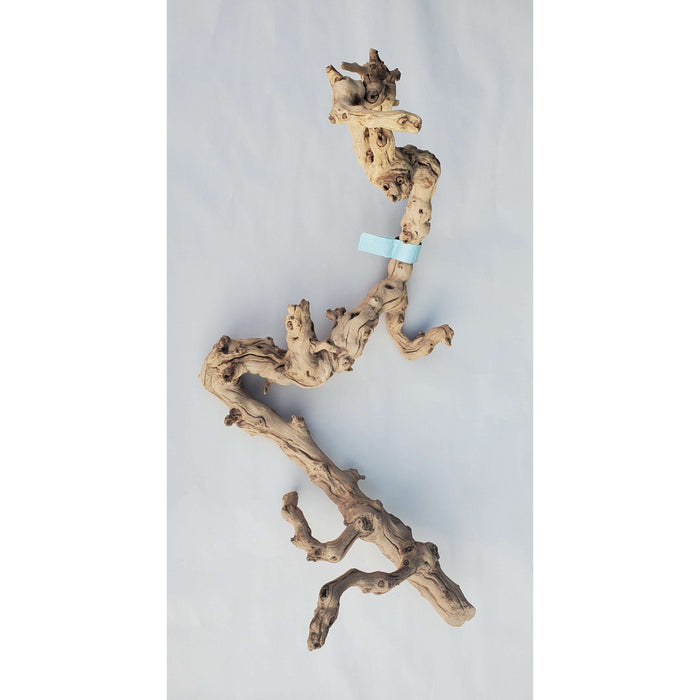 Sandblasted Grapevine XL 32"(Light Soft Blue Tag) STORE PICK UP ONLY!:Jungle Bob's Reptile World