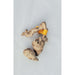 Sandblasted Grapevine XS 9"(Orange Tag):Jungle Bob's Reptile World