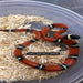 Sinaloan Milk Snake (CB Baby) (Lampropeltis triangulum sinaloae):Jungle Bob's Reptile World