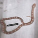Snow Corn Snake (Baby) (Pantherophis guttatus):Jungle Bob's Reptile World