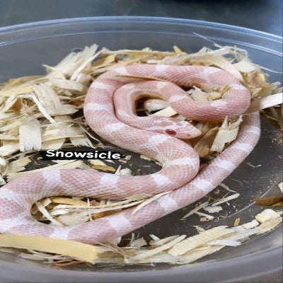 Snowsicle Corn Snake (CB Baby):Jungle Bob's Reptile World