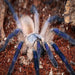 Socotra Island Blue Baboon (CB Baby) (Monocentropus balfouri):Jungle Bob's Reptile World