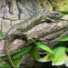 Solomon Island Monkey Tail Skink (Corucia zebrata):Jungle Bob's Reptile World