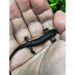 Spanish Ribbed Newt:Jungle Bob's Reptile World