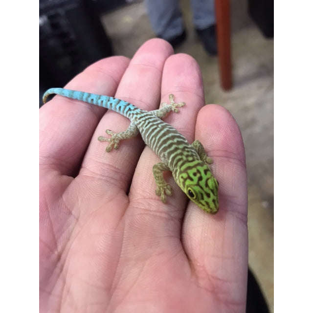 Standing's Day Geckos:Jungle Bob's Reptile World