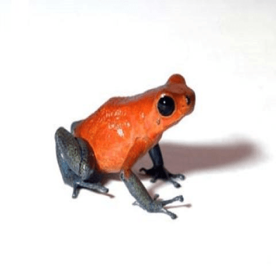 Strawberry Dart Frog(Dendrobates pumilio):Jungle Bob's Reptile World