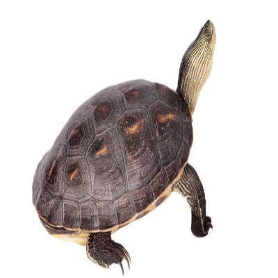 Stripe Neck Turtle (Mauremys sinensis):Jungle Bob's Reptile World
