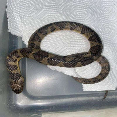 Suriname Water Snake (Helicops angulatus):Jungle Bob's Reptile World