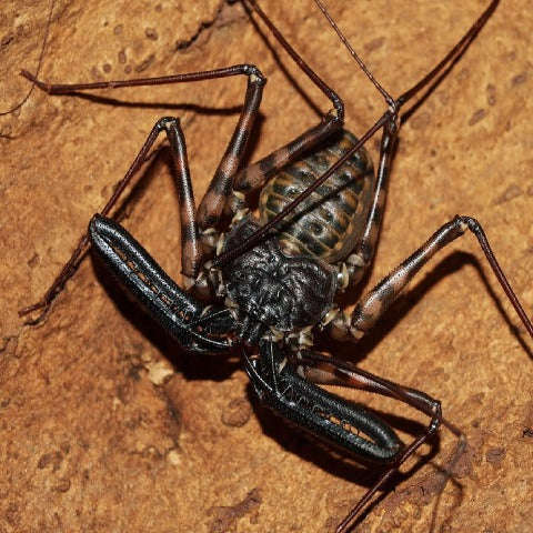 Tailless Whip Scorpion (Amblypygids):Jungle Bob's Reptile World