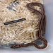 Tessera Corn Snake:Jungle Bob's Reptile World