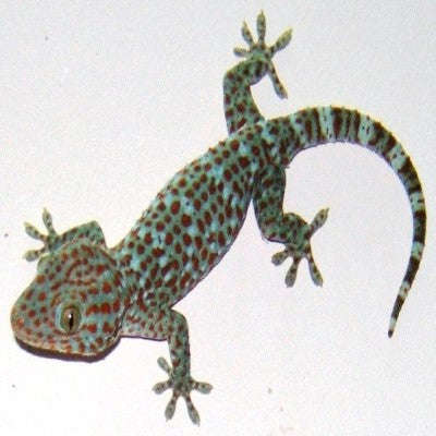Tokay Gecko (Gekko gecko):Jungle Bob's Reptile World